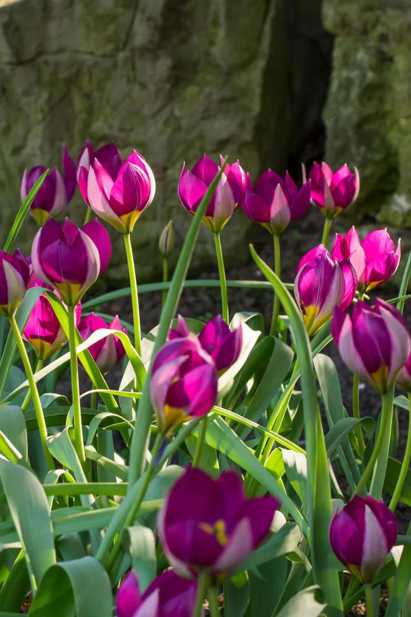 Spring Blooming Bulb SALE (for programming)