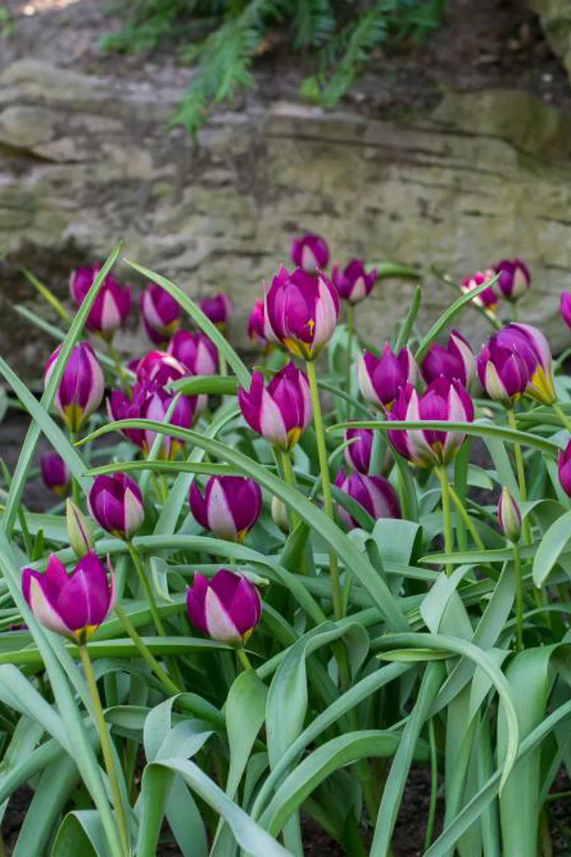 DeVroomen Tulips Specialty Humilis Persian Pearl Bulbs 10/Pack - Image 2