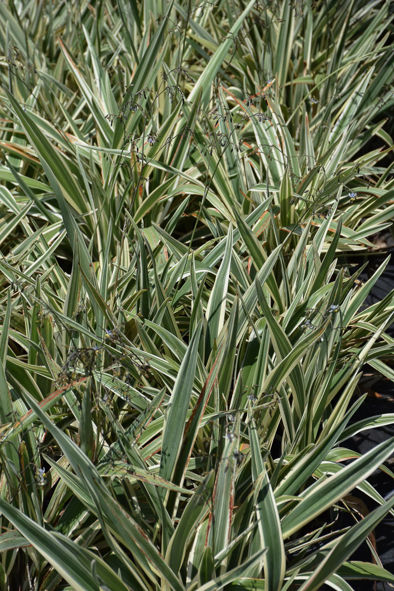 Dianella, Flax Lily Variegated 10" - Image 2