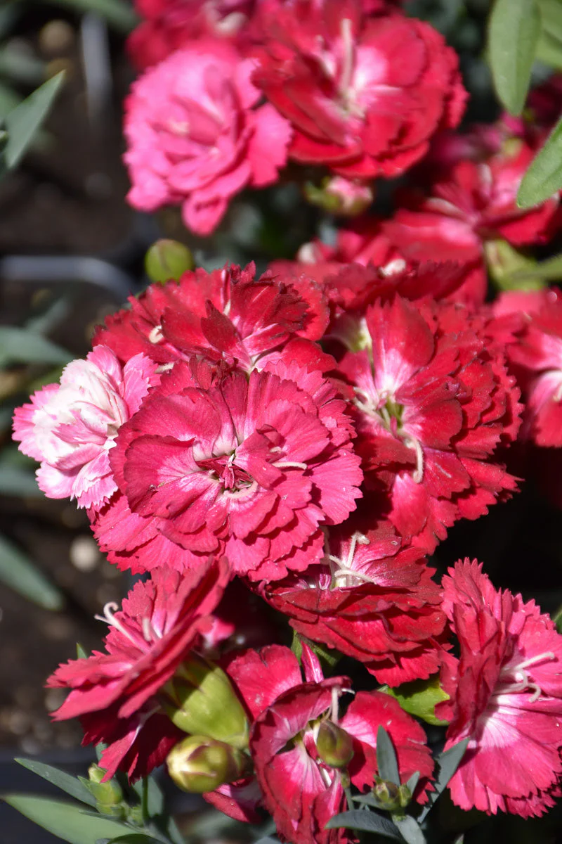 Dianthus, Cadance Milk Cherry