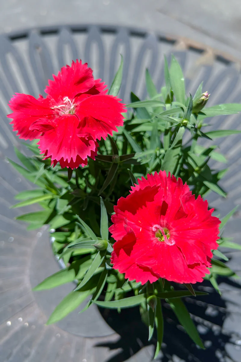 Dianthus, Diana Scarlet Picotee
