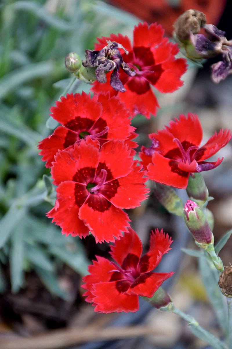 Dianthus, Fire Star