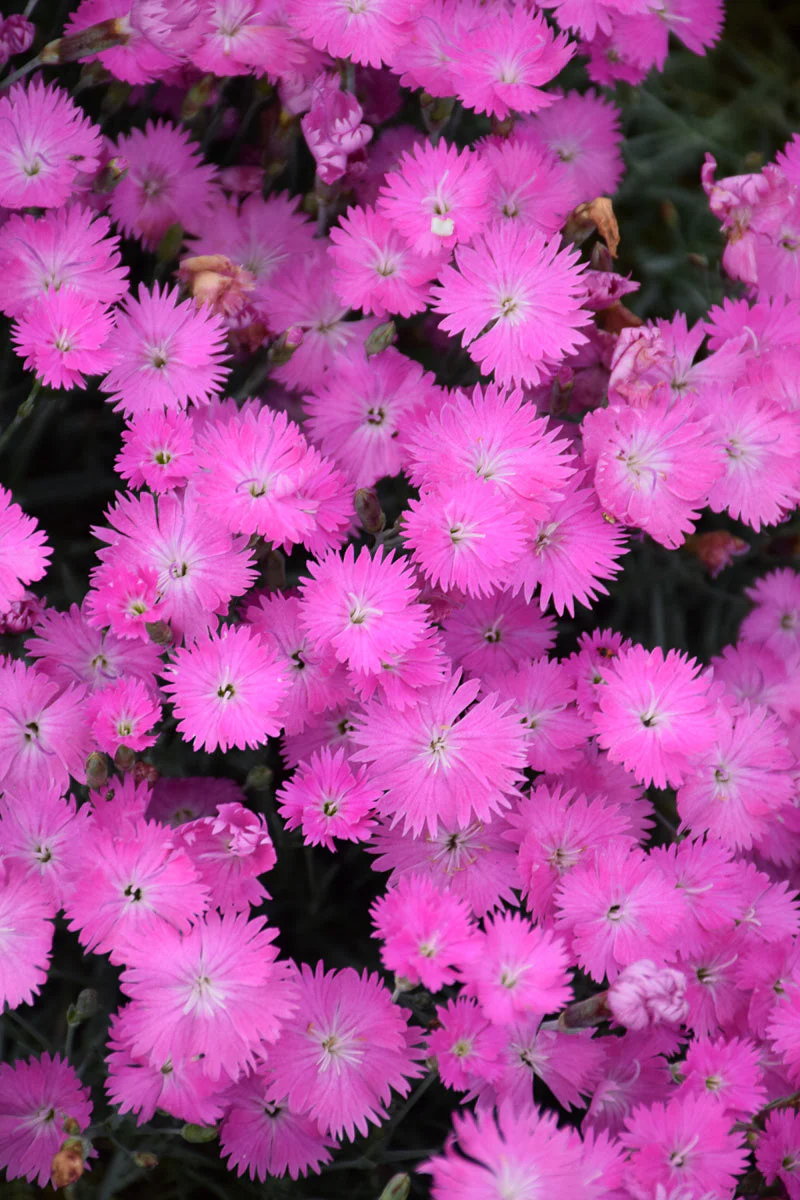 Dianthus, Fire Witch