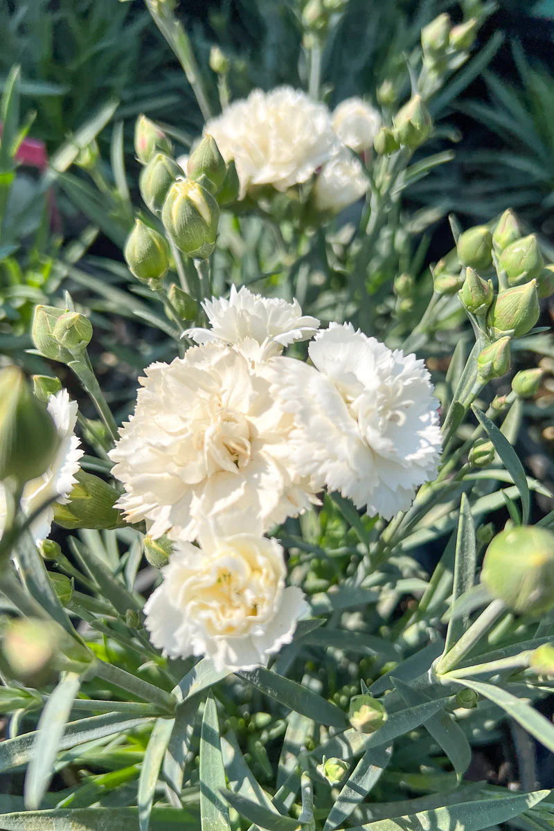 Dianthus, Frosty