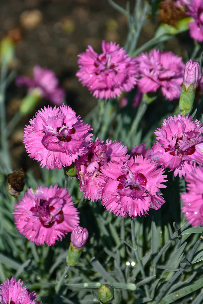 Dianthus, Goody Gumdrops