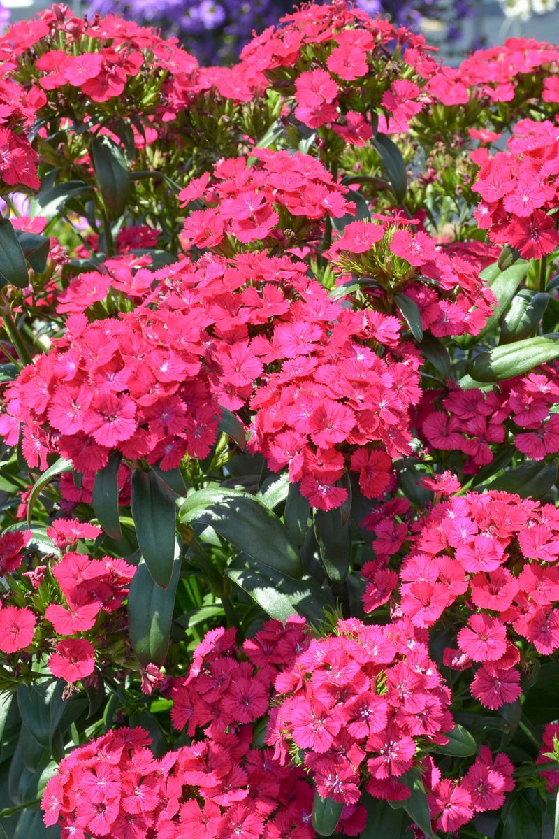 Dianthus, Jolt Cherry - Image 2