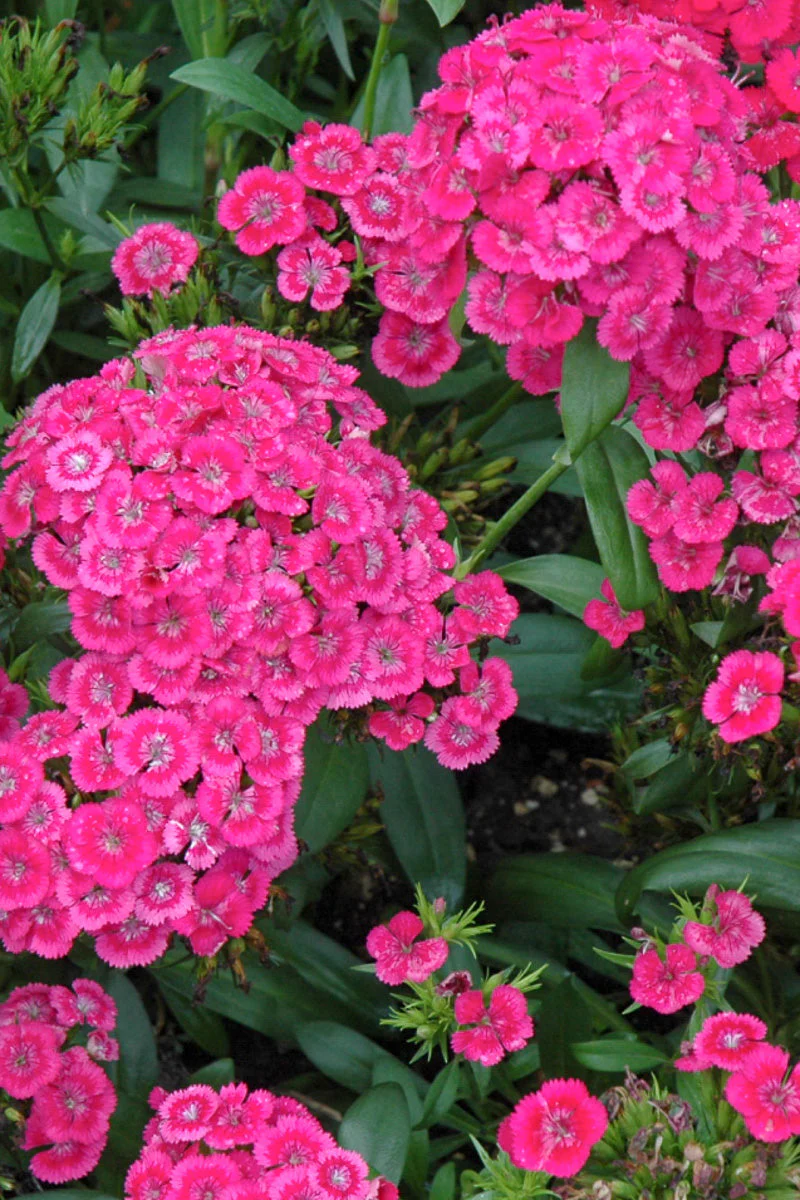 Dianthus, Jolt Pink - Image 2