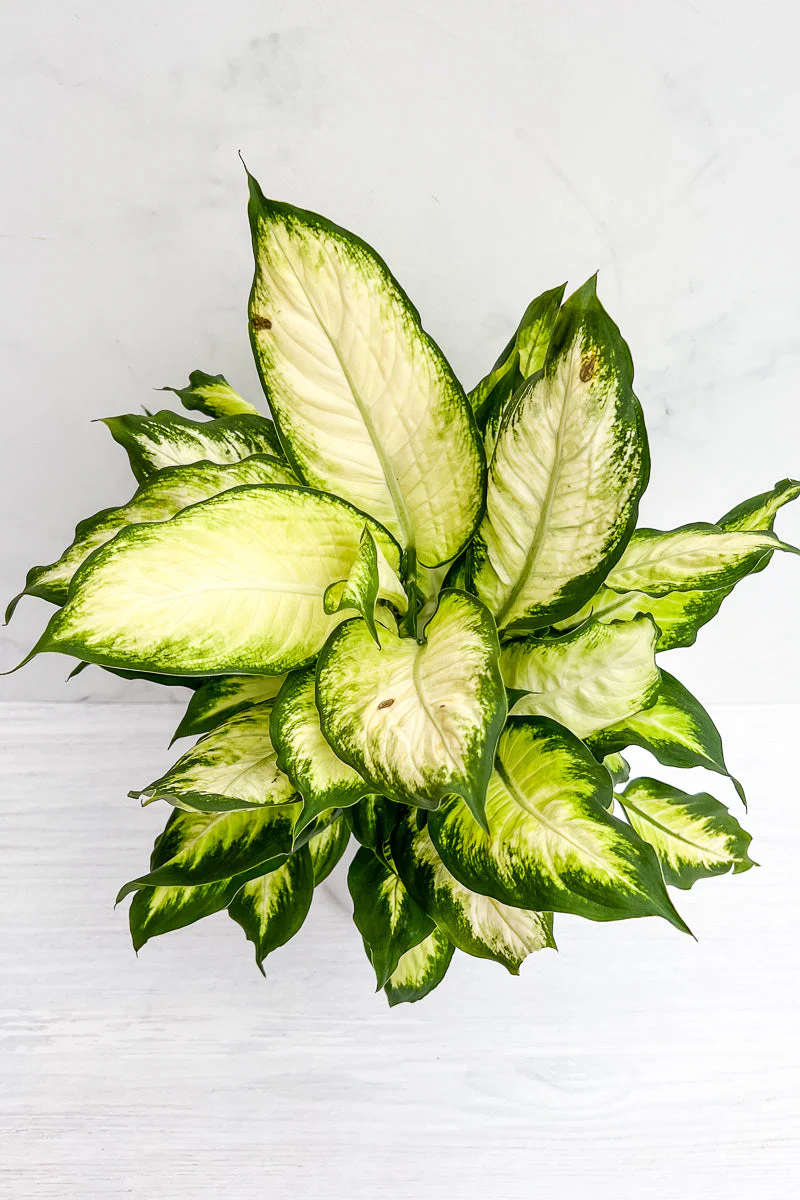 Dieffenbachia, Tropical Marianne 8" - Image 2