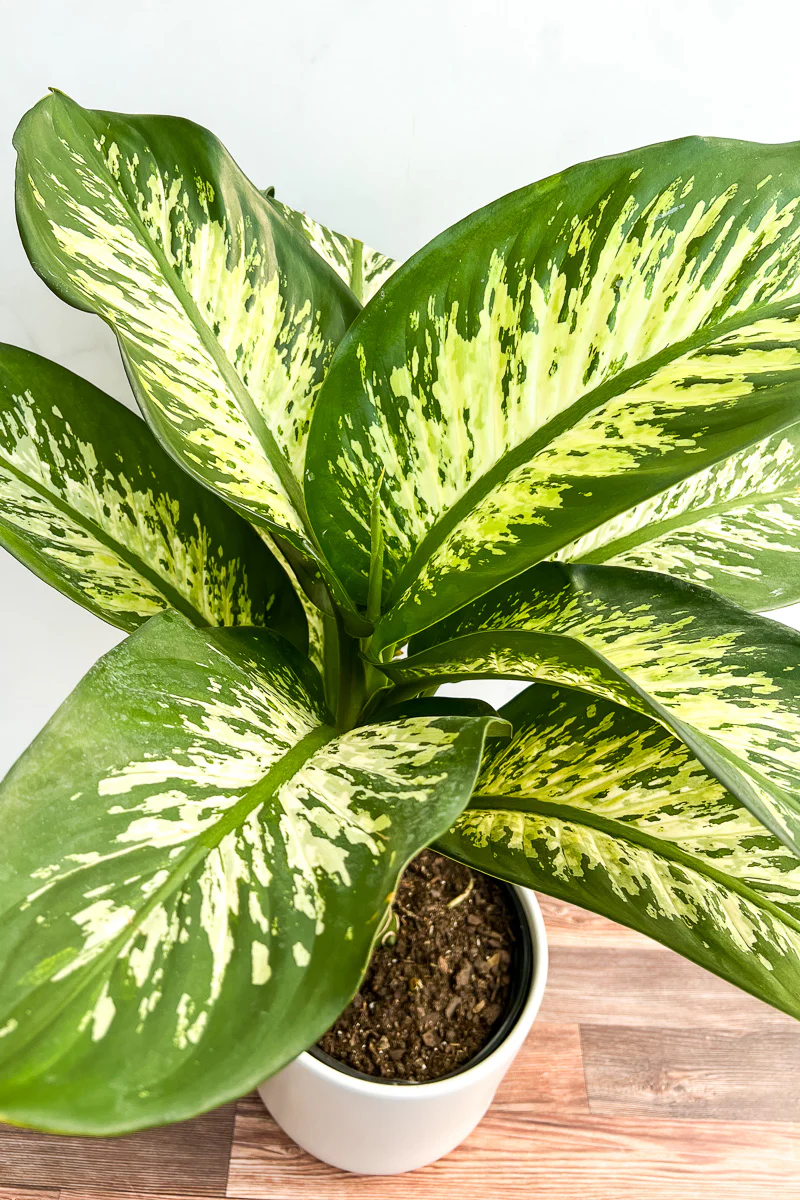 Dieffenbachia, Tropic Snow 6"