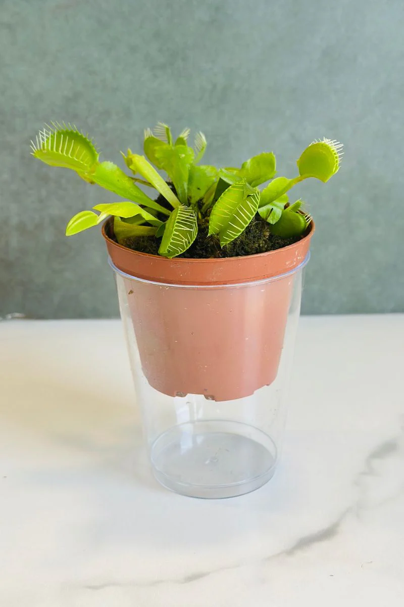 Carnivorous, Venus Fly Trap, Assorted 3"