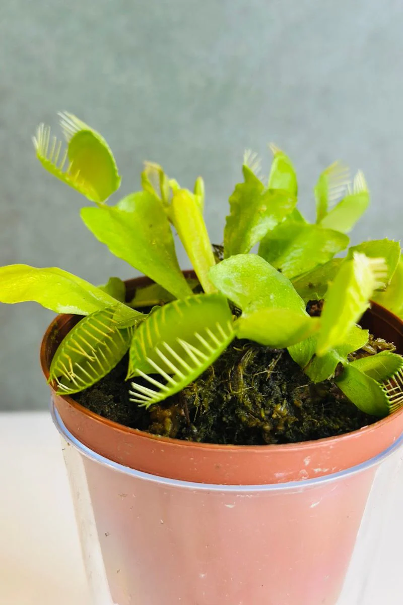 Carnivorous, Venus Fly Trap, Assorted 3" - Image 2