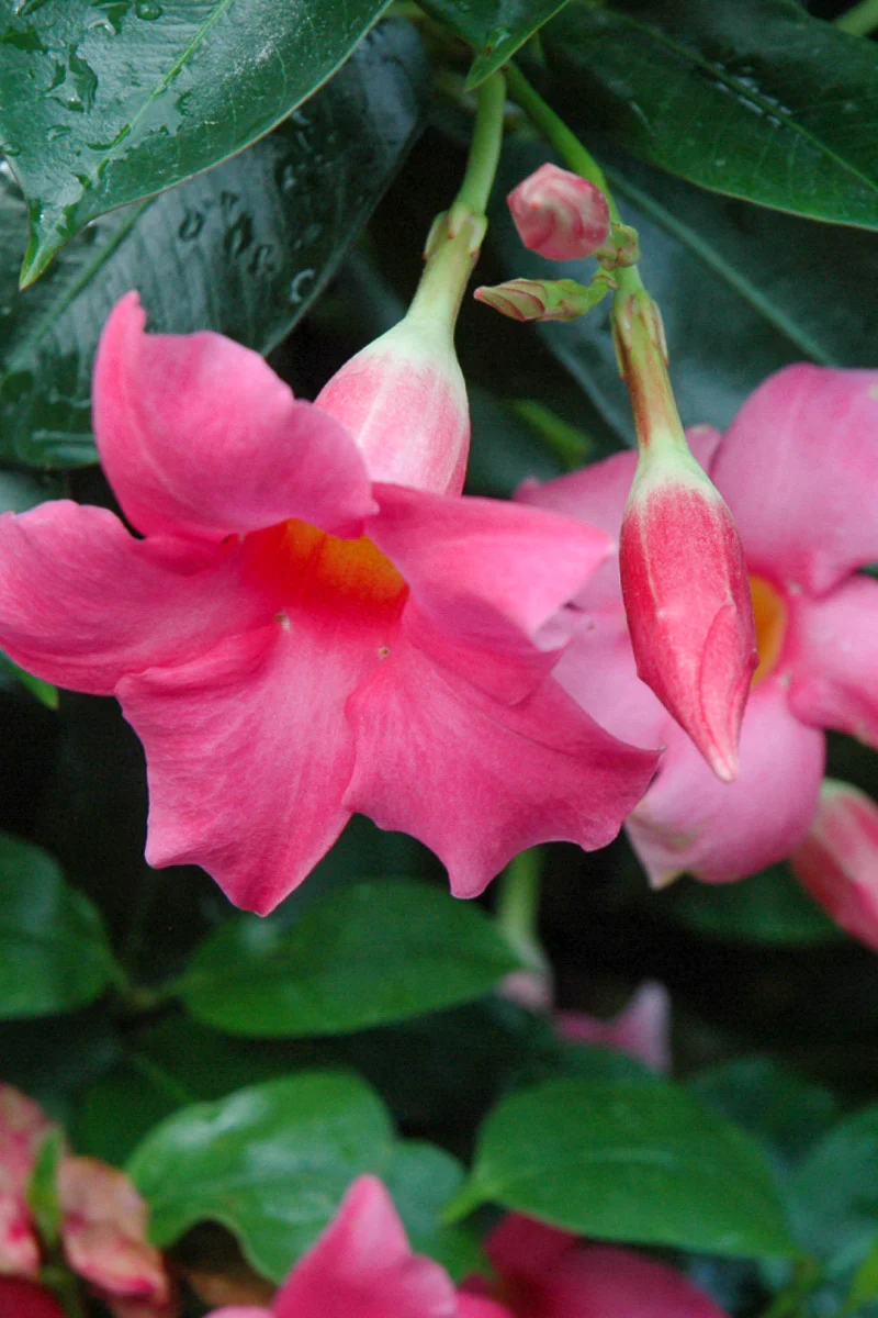 Dipladenia, Bush Pink