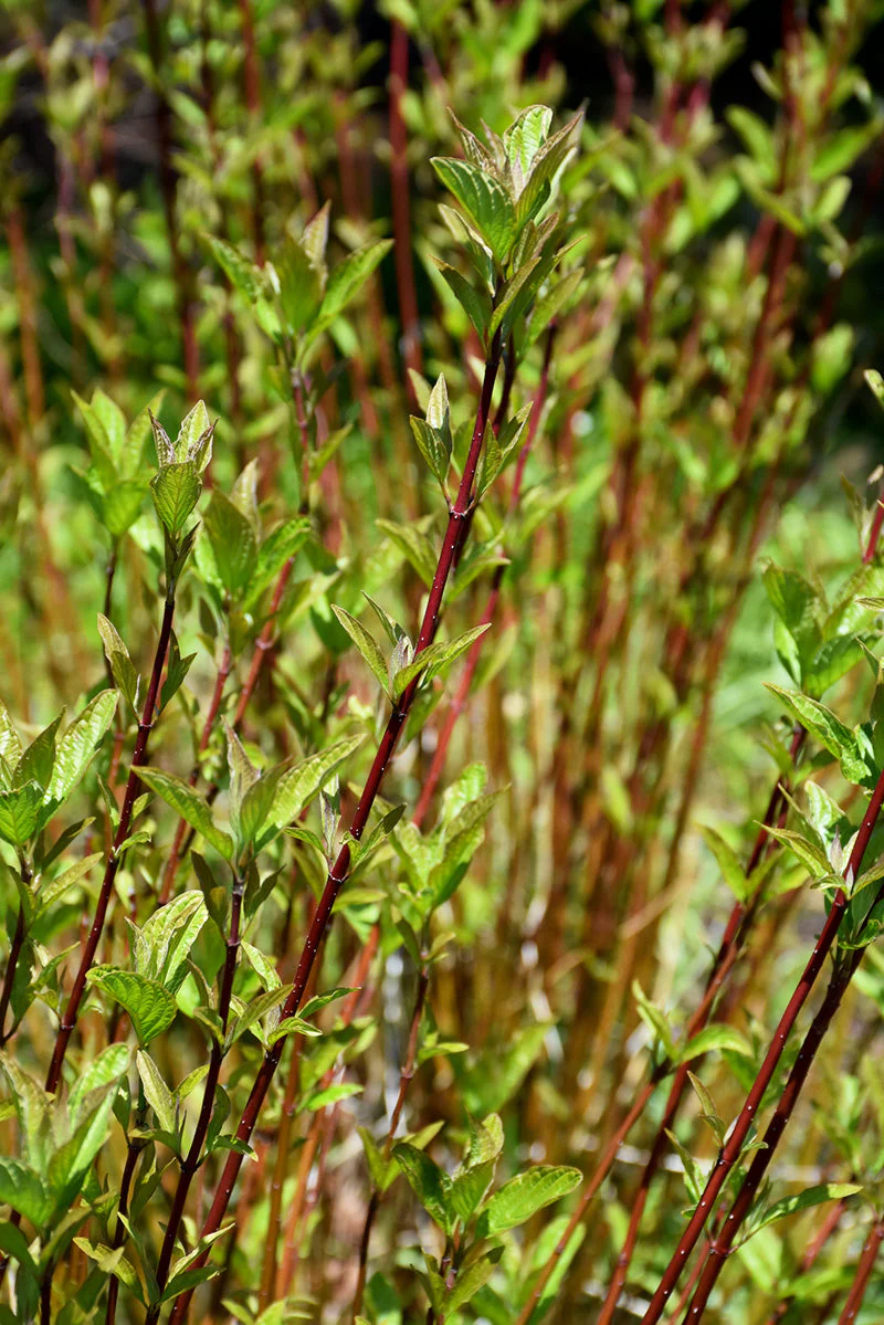 Dogwood, Arctic Fire