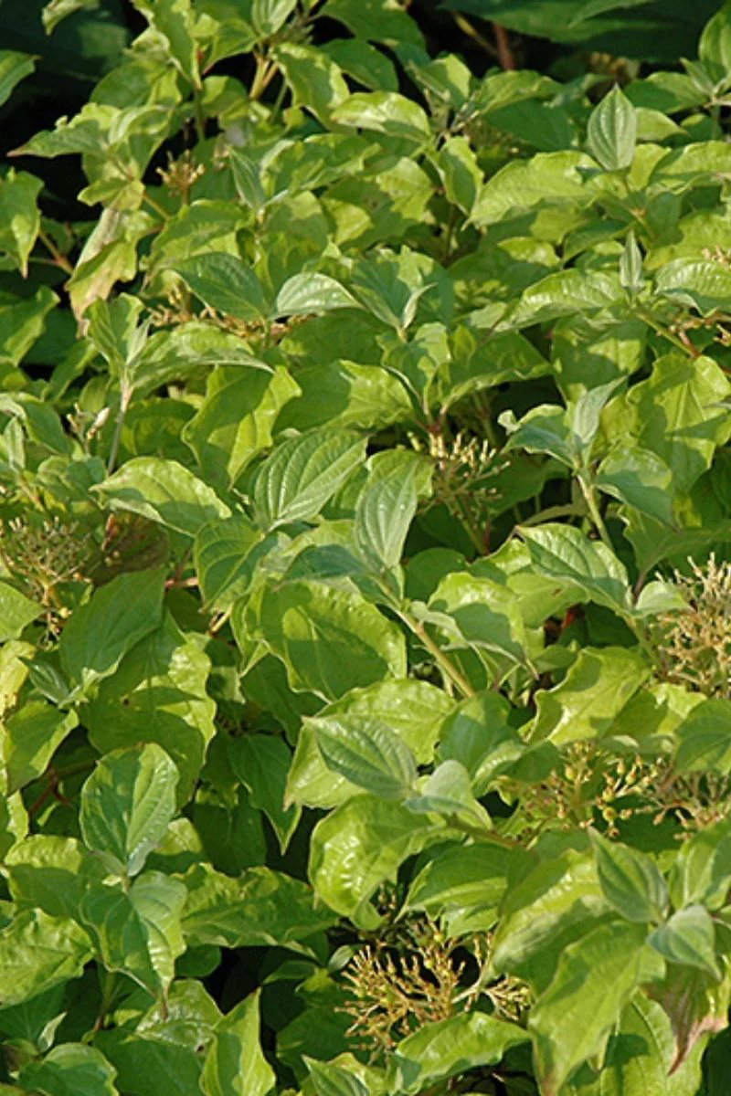 Dogwood, Arctic Sun