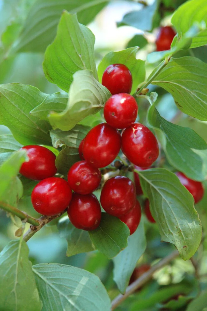 Dogwood, Cornelian Cherry - Image 2