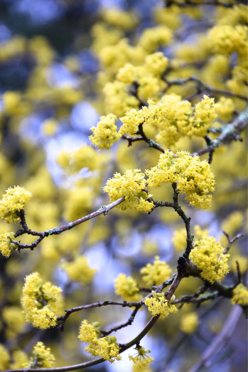 Dogwood, Cornelian Cherry - Image 3