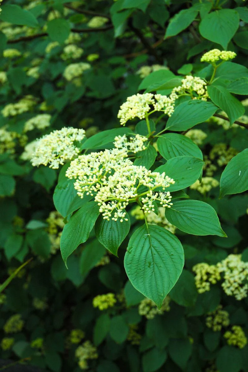Dogwood, Pagoda - Image 2