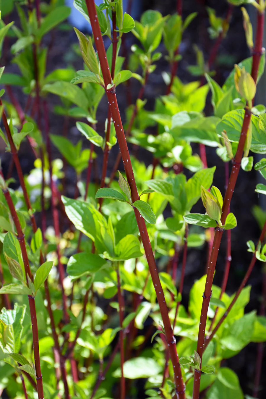 Dogwood, Redtwig