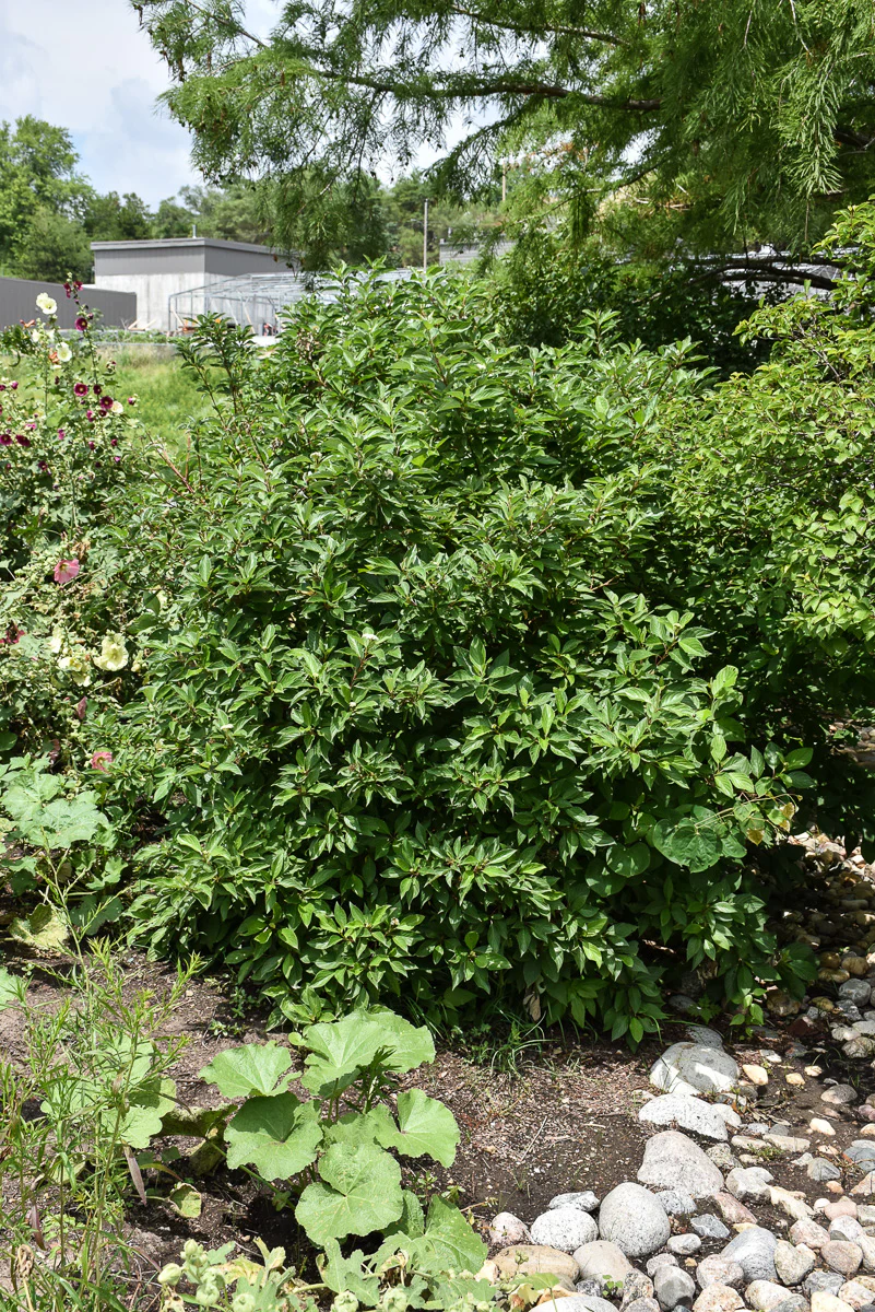 Dogwood, Redtwig Bergeson - Image 2