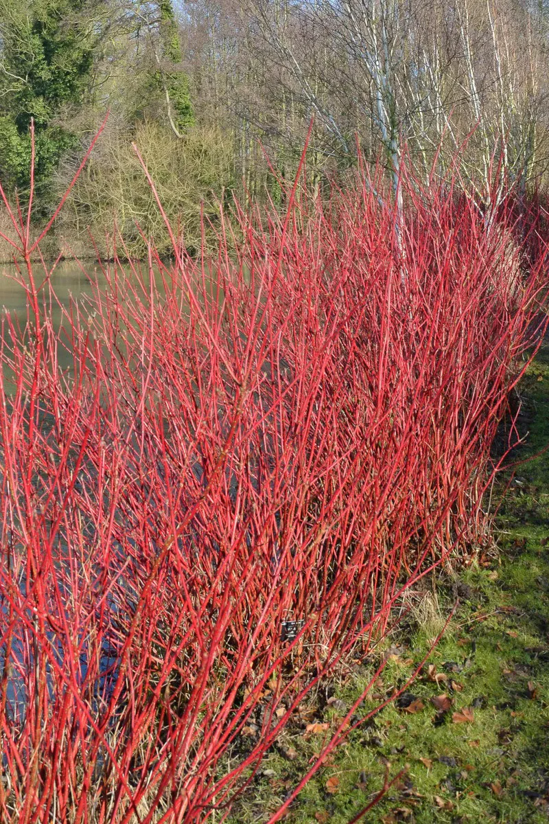 Dogwood, Redtwig Cardinal