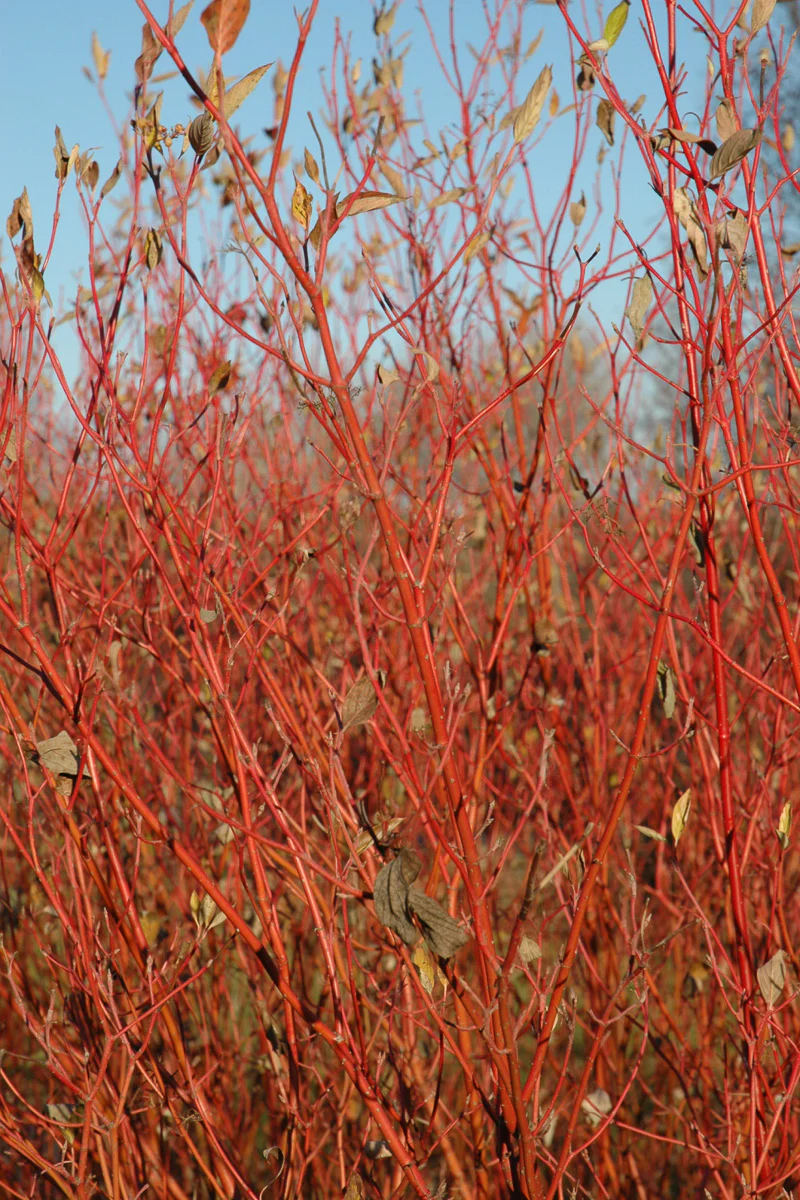Dogwood, Redtwig Cardinal - Image 2