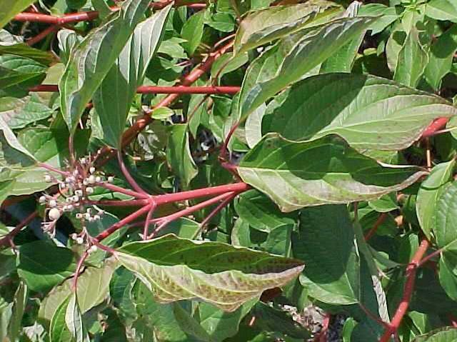 Dogwood, Redtwig Cardinal - Image 3