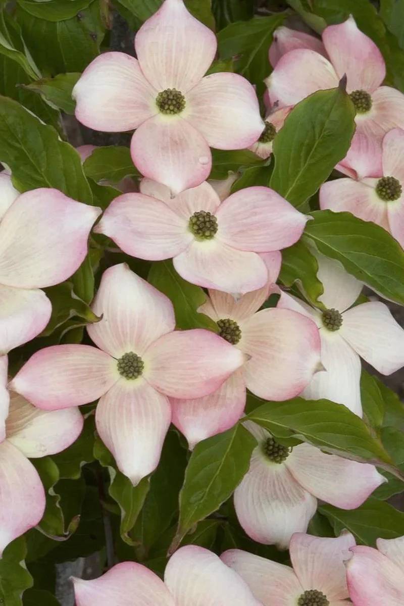 Dogwood, Rut Stellar Pk