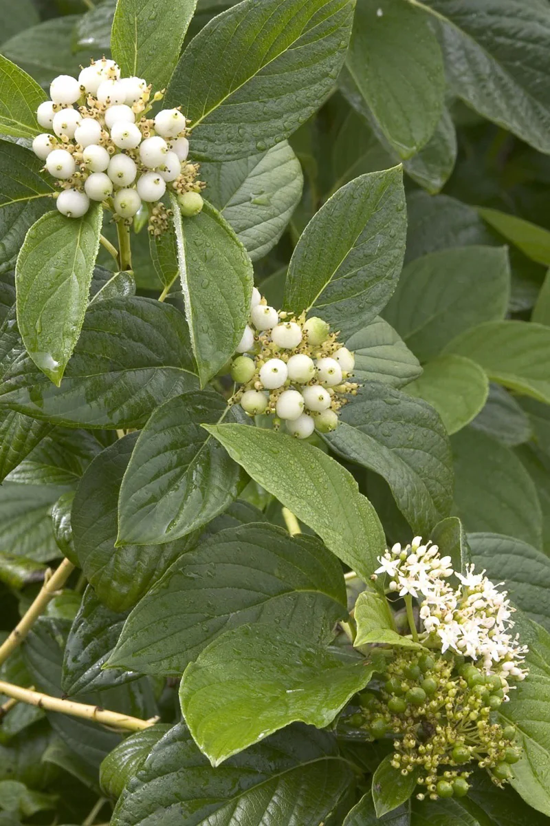 Dogwood, Yellowtwig