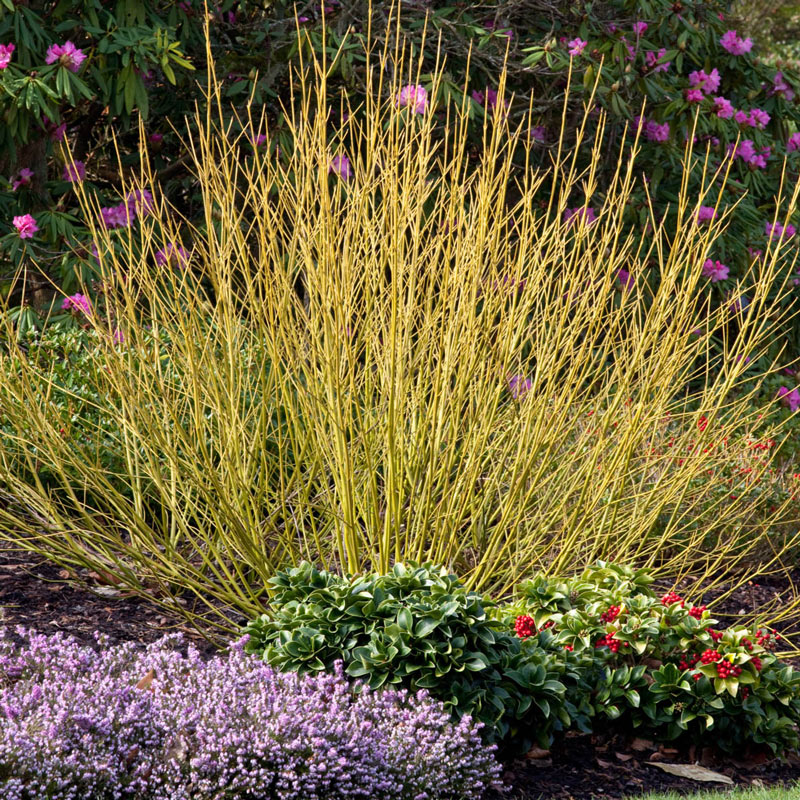 Dogwood, Yellowtwig - Image 2