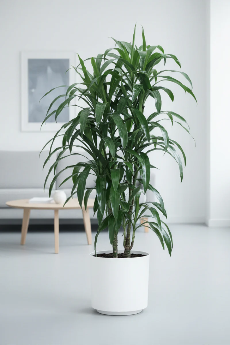 Dracaena, Lisa Cane 9"