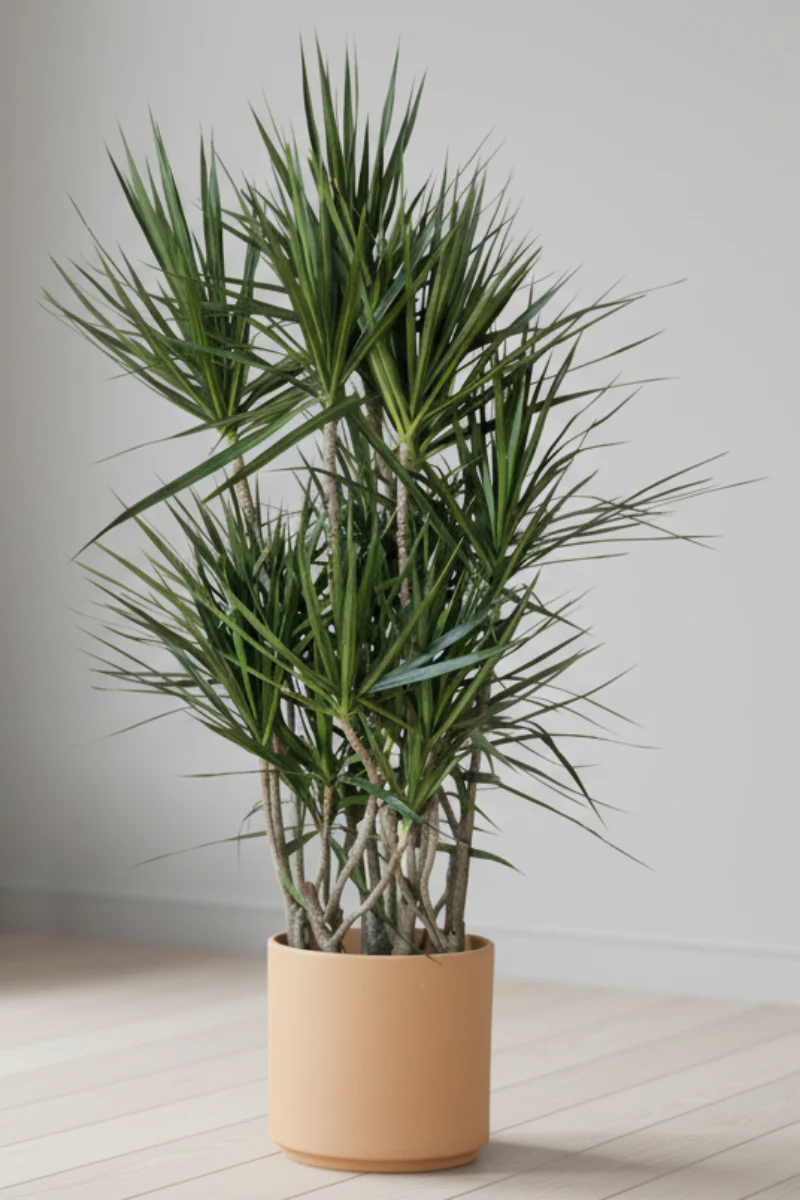 Dracaena, Marginata Character 14"