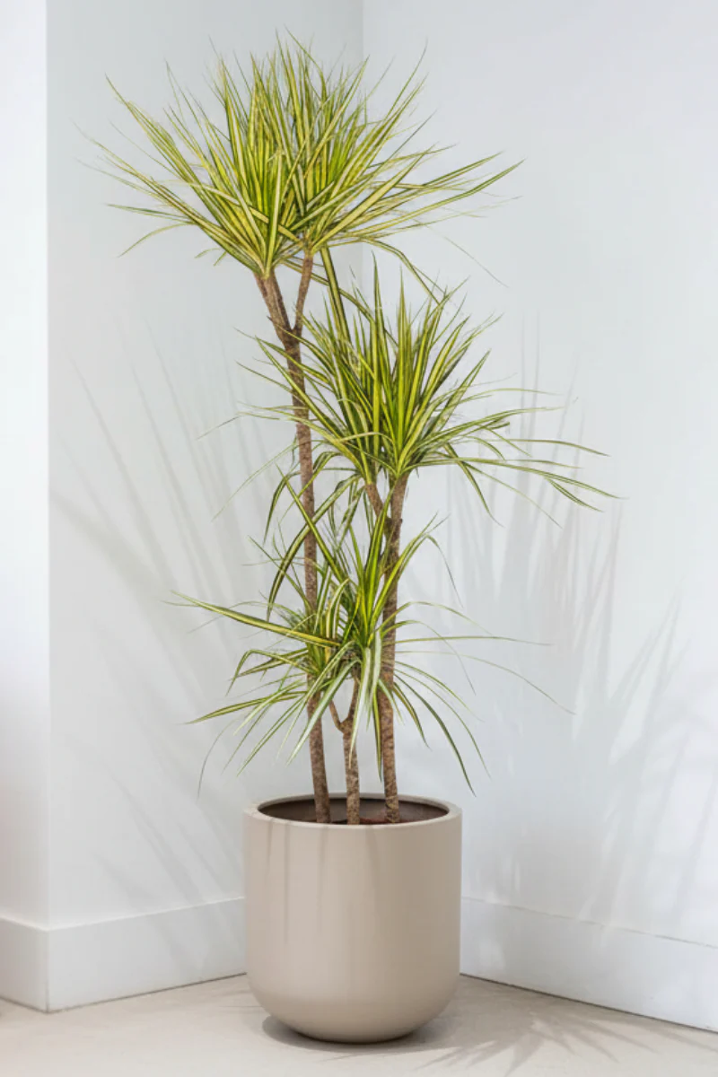 Dracaena, Marginata Kiwi 8" Staggered