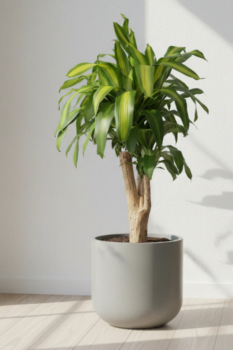 Dracaena, Massangeana 10" Stump