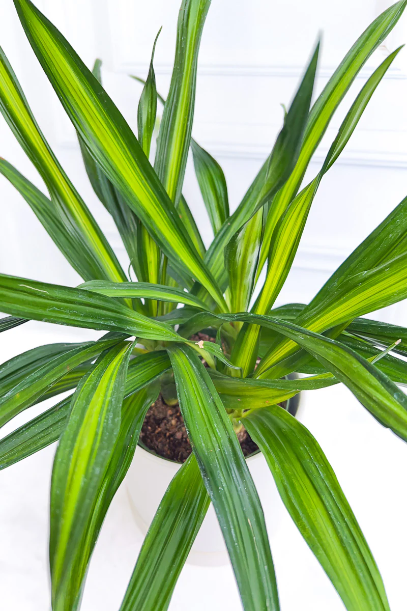 Dracaena, Rikki 10"