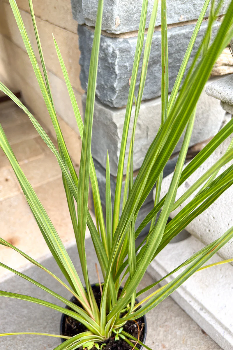 Dracaena, Spike - Image 2