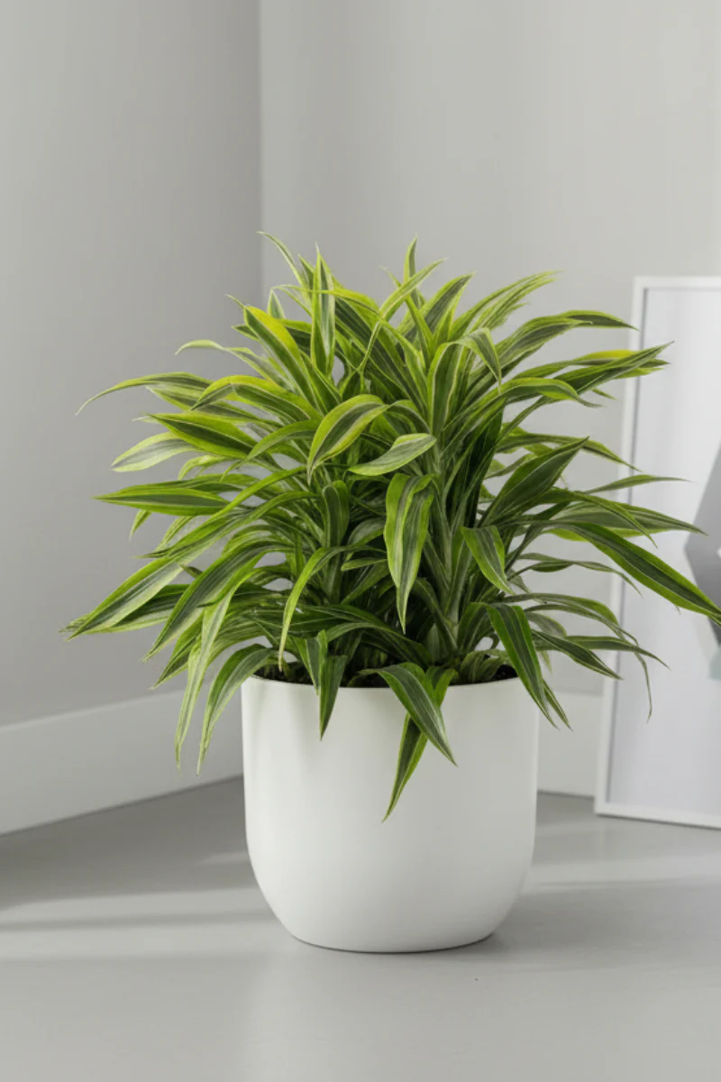 Dracaena, Warneckii Goldstar 14"