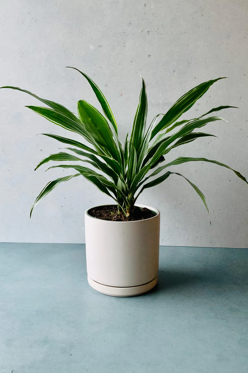 Dracaena, Warneckii Jumbo 6" - Image 2