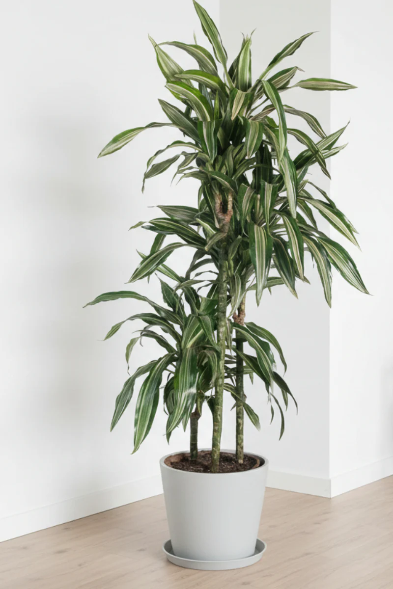 Dracaena, Warneckii Cane 10" 3-2-1