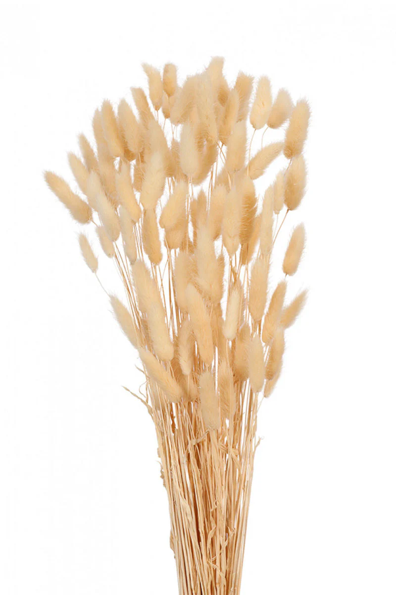 Faux Dried Laguras Bunny Tails Bleached