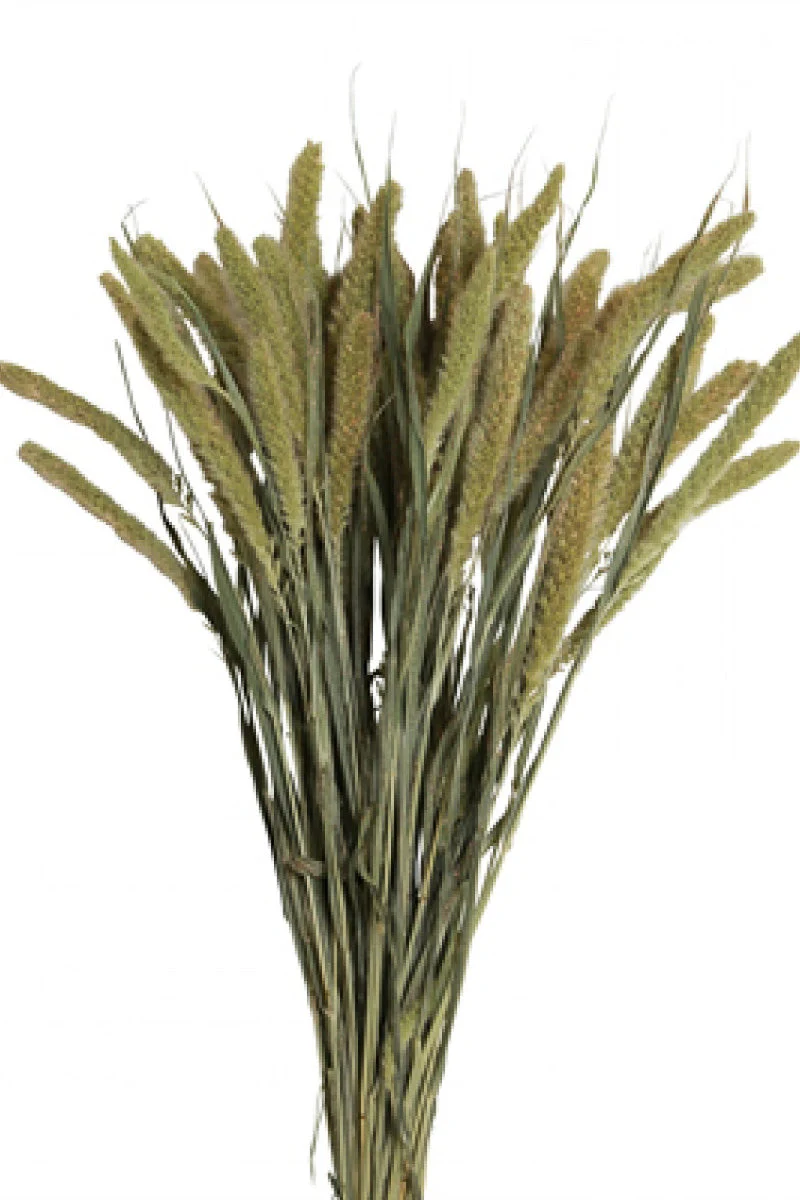 DRIED SETERIA 4oz NATURAL