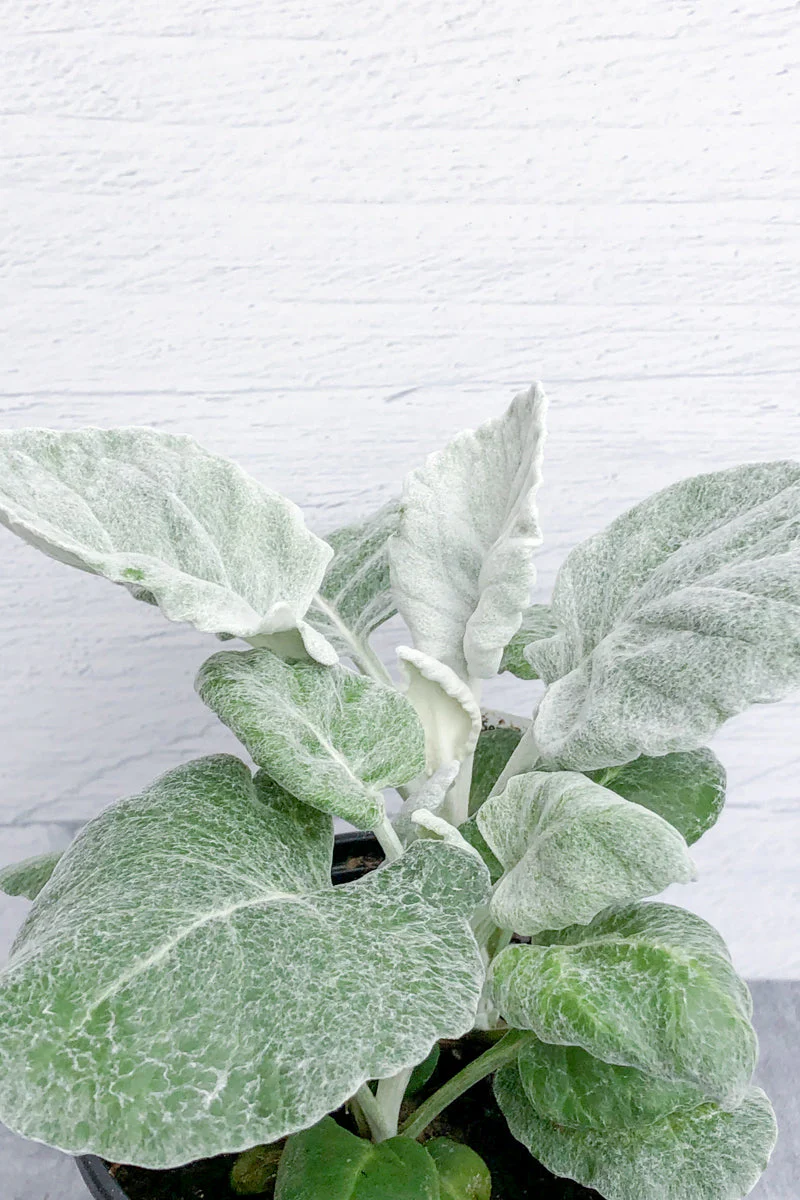 Dusty Miller