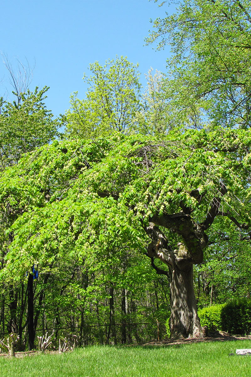 Elm, Camperdown 15G