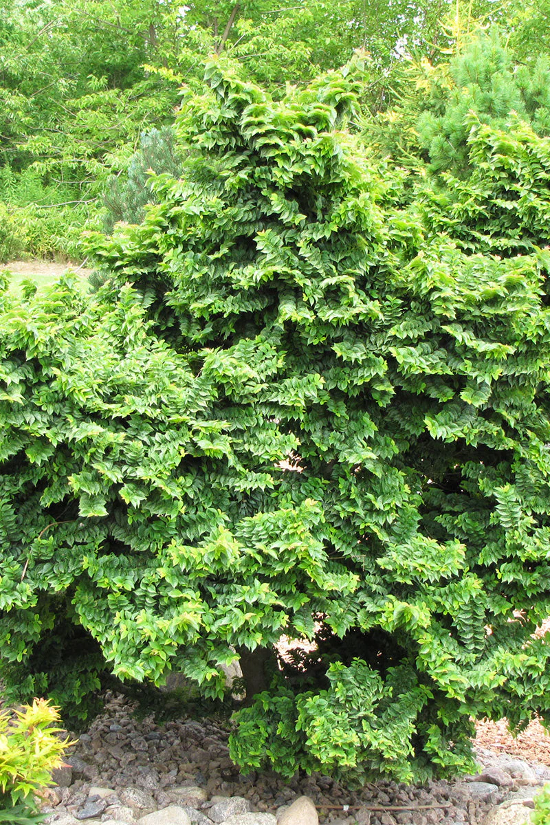 Elm, Jacqueline Hillier