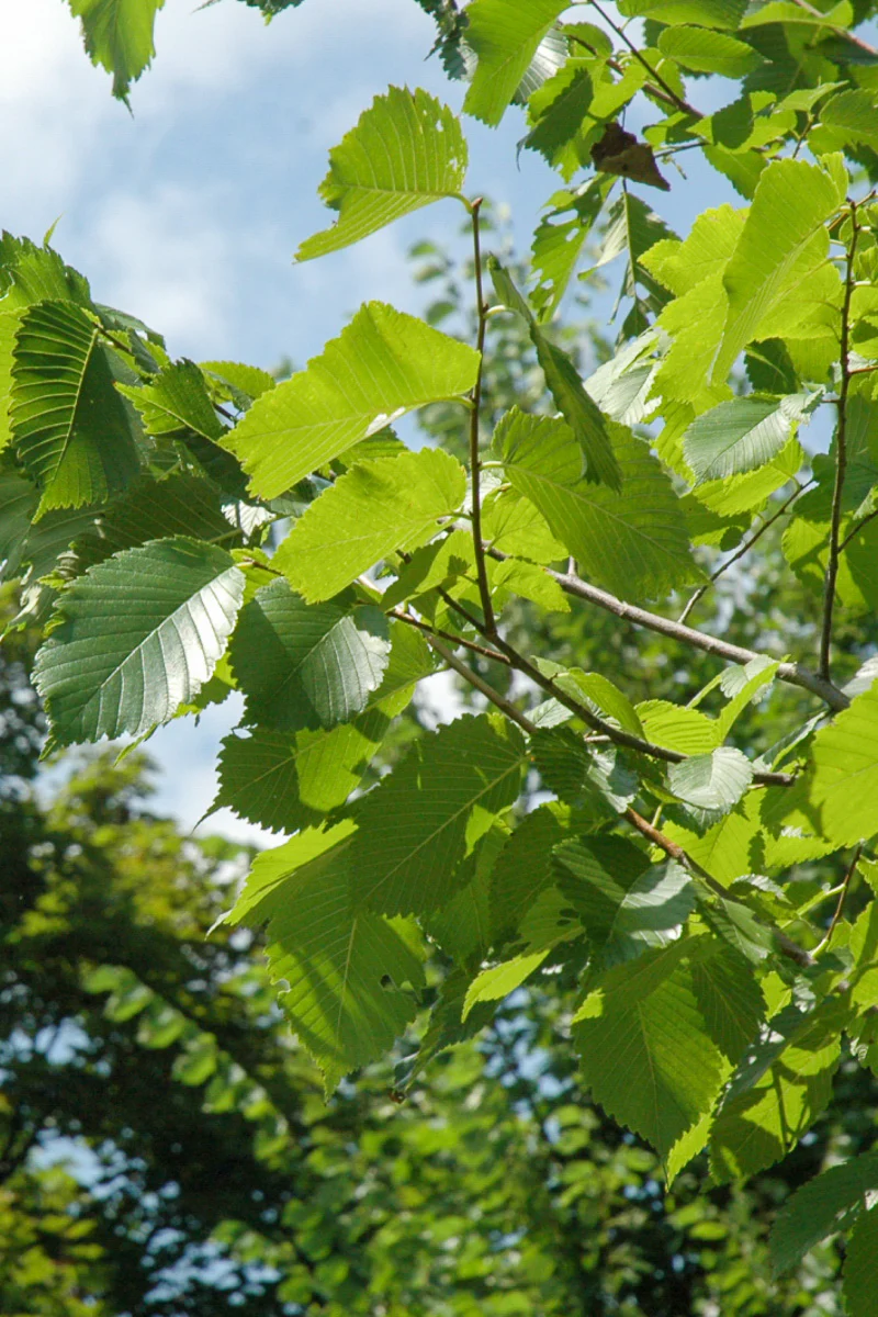 Elm, Princeton - Image 2