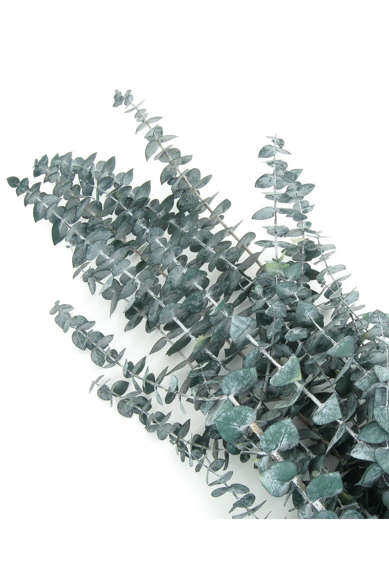 Eucalyptus Preserved Bunch Frost Green
