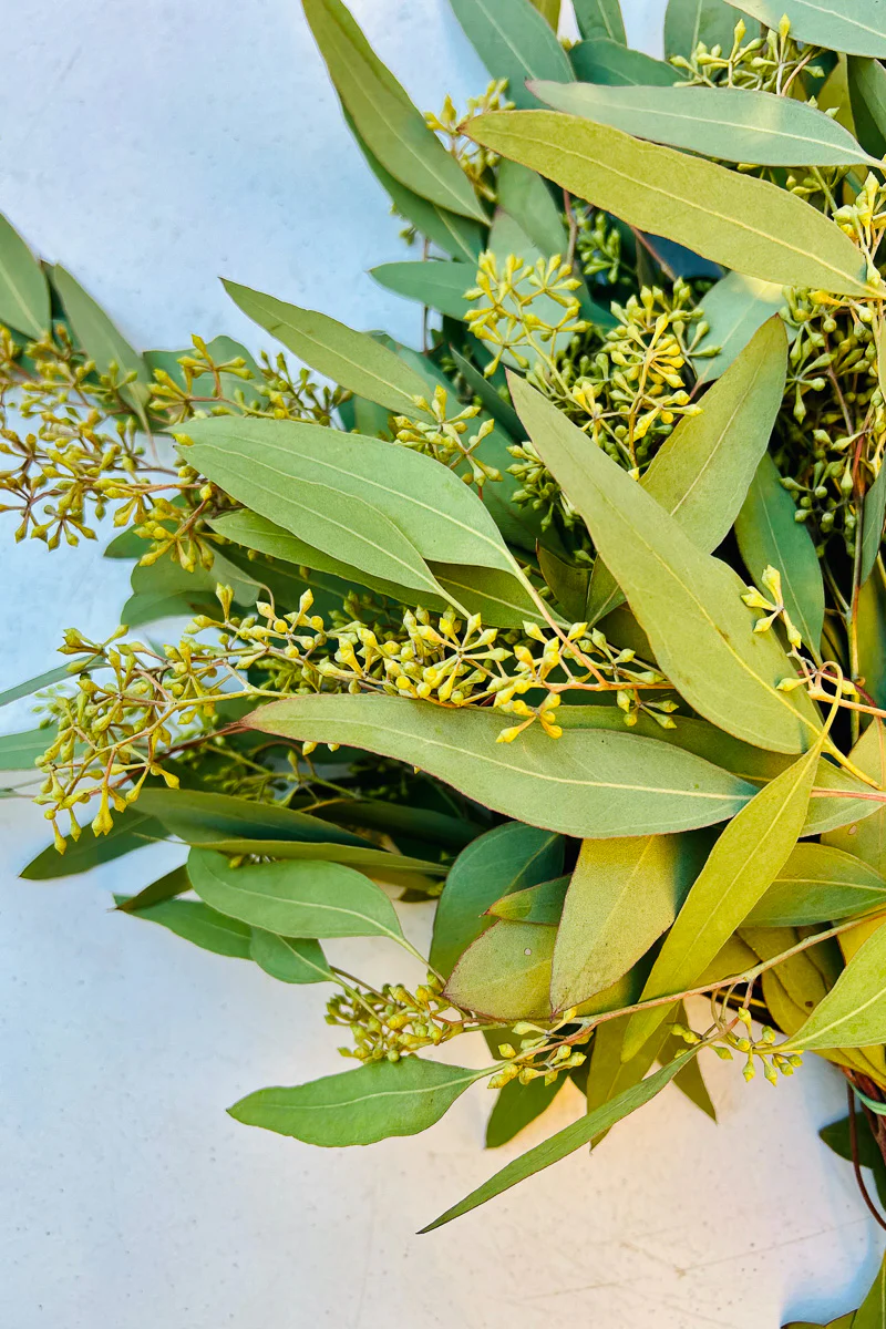 Eucalyptus, Seeded with Leaves Natural - Image 2