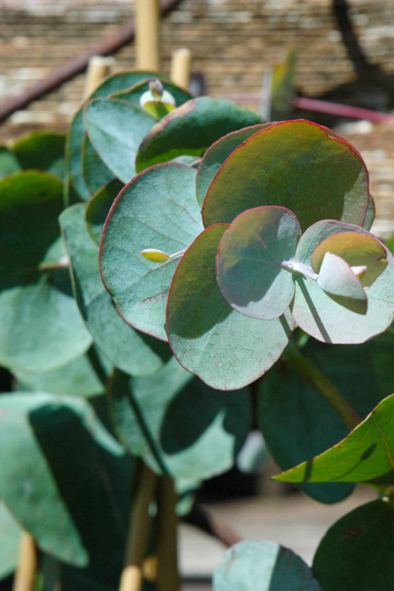 Herb, Eucalyptus Bush - Image 2