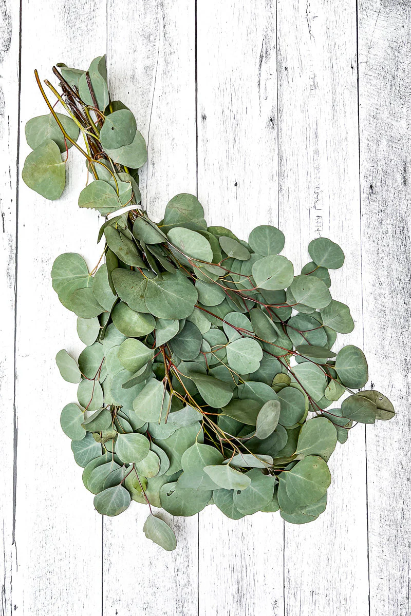 Eucalyptus Silver Dollar - Image 2
