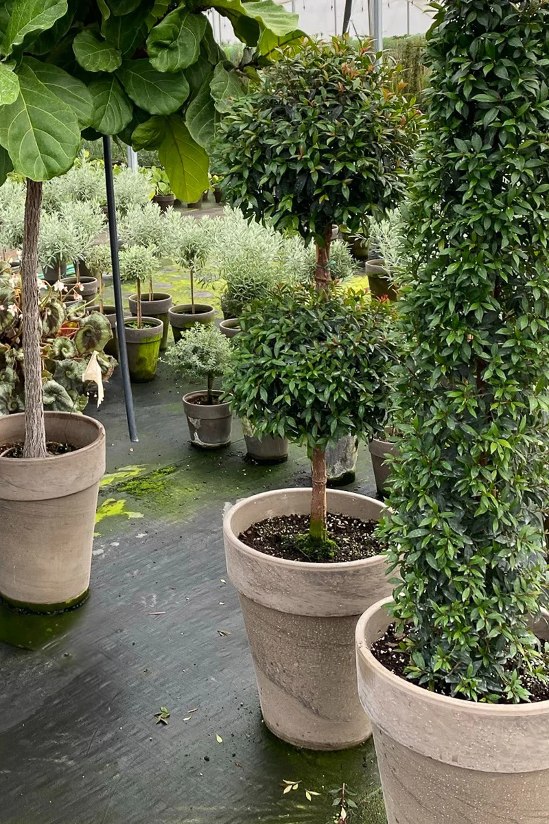 Eugenia, Topiary Double Ball 12" Grey Clay Pot