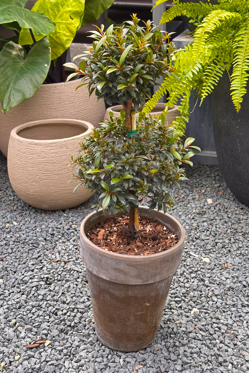 Eugenia, Topiary (Double Ball) 8"
